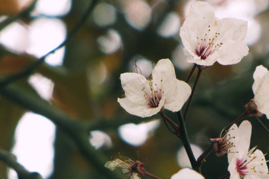 English Flowers