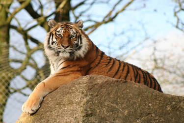 Tiger Rock