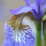 An Iris