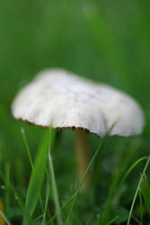 Mushroom