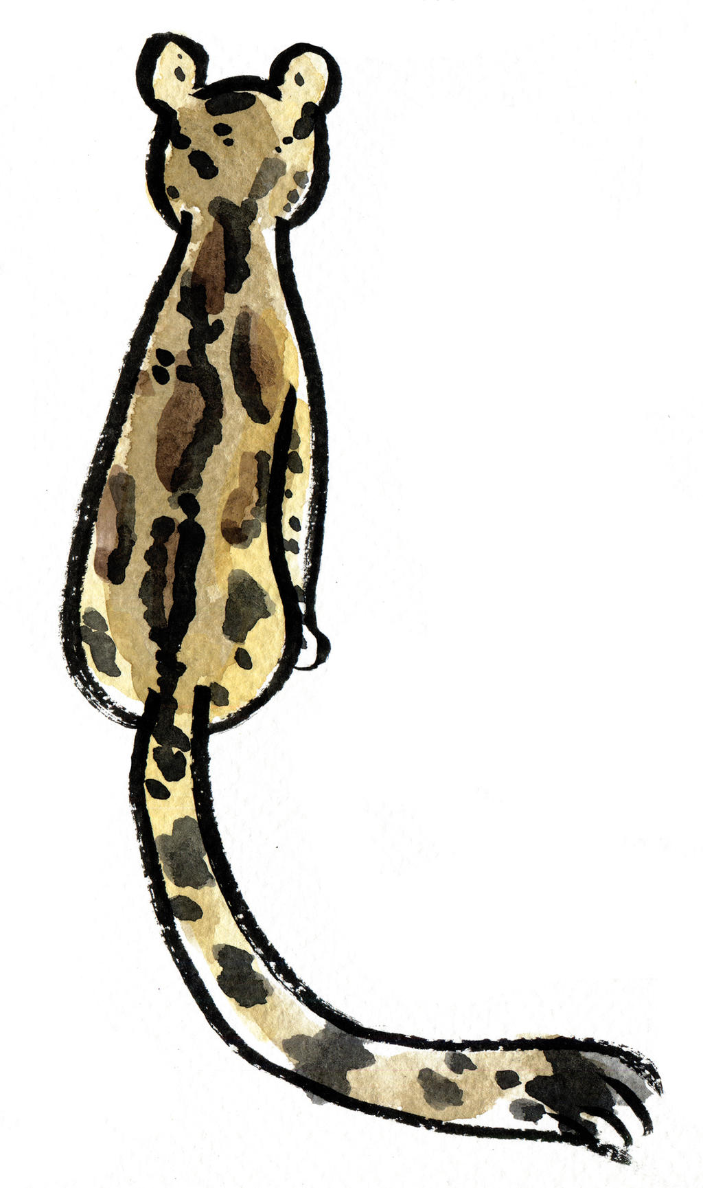 Clouded Leopard