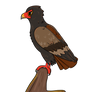 Birbfest2024 day 16.Bateleur