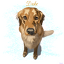 Duke