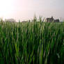 Grain Field