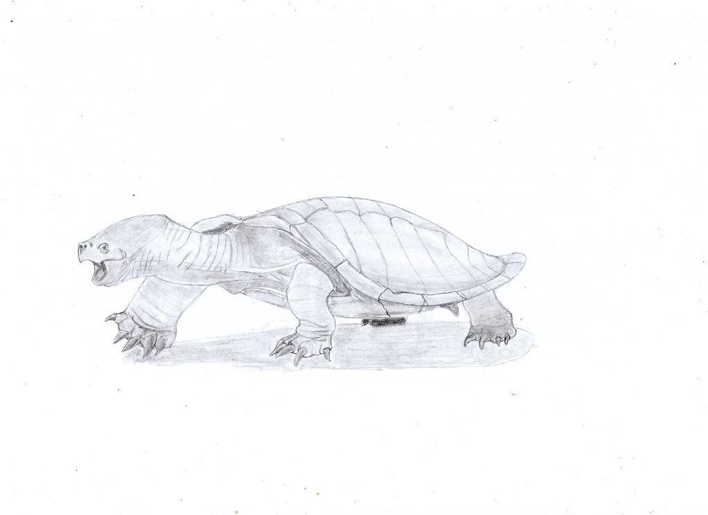 Basilemys Shell Basilemys by zoobuilder21 on DeviantArt
