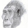 Paranthropus boisei