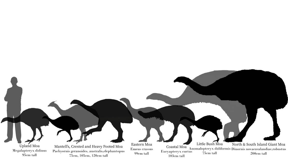 Moa Dinornithiformes Size Chart By Zoobuilder21 On DeviantArt moa-dinornithiformes-size-chart-by-zoobuilder21-on-deviantart
