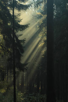 Sunlight forest