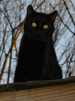 Black Kitty on Roof