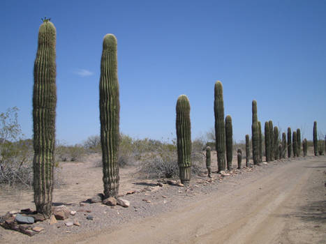 Cactushenge