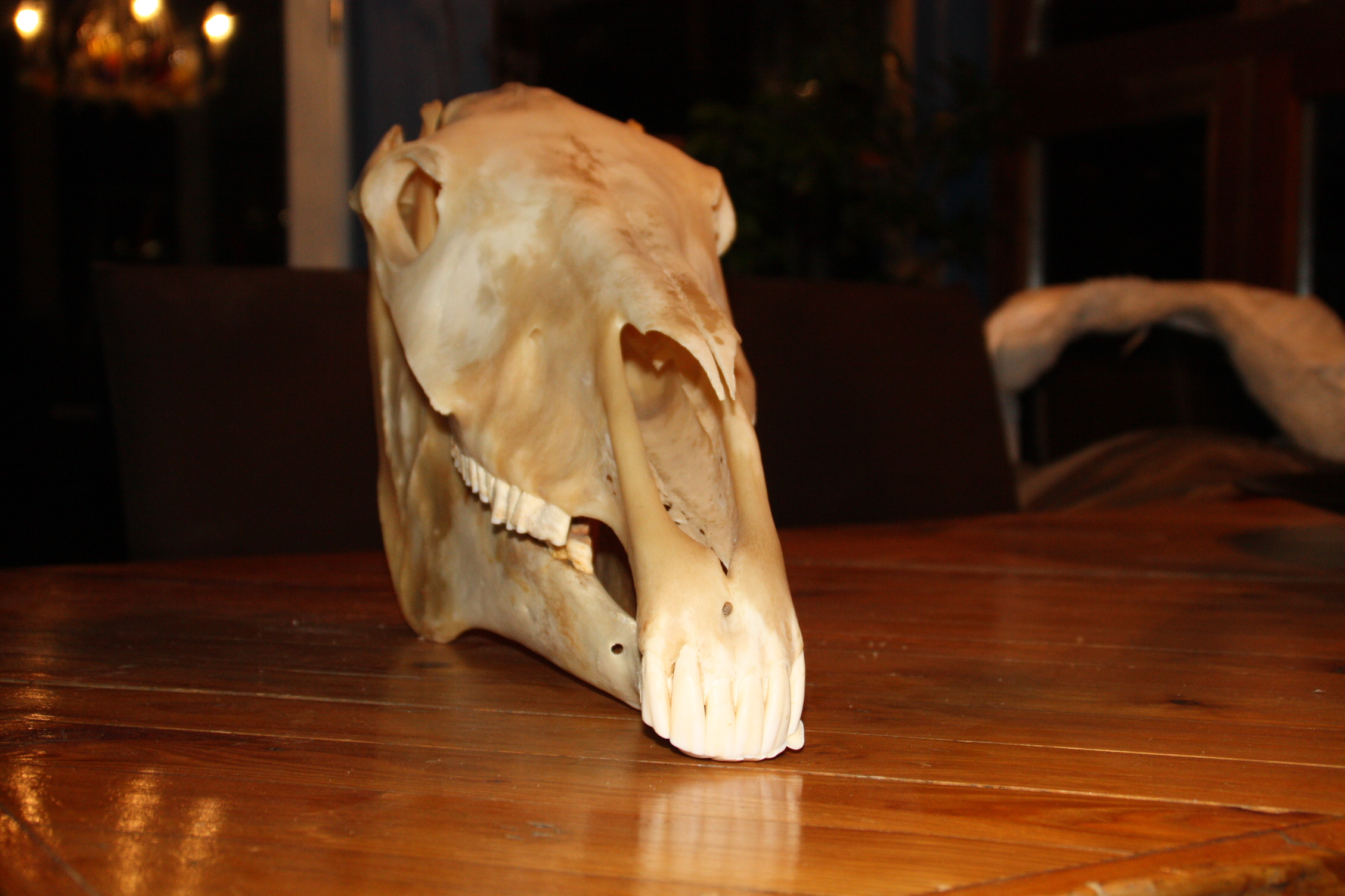 horse - skull 2