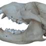 bear - skull (black bear) png 1