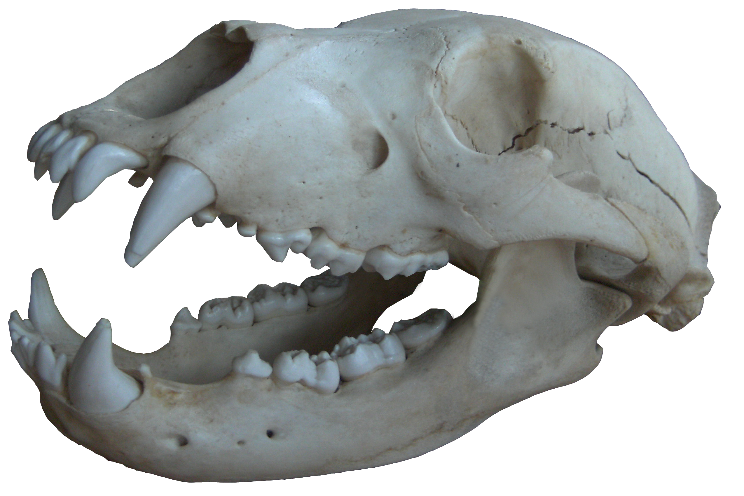 bear - skull  (black bear) png 2