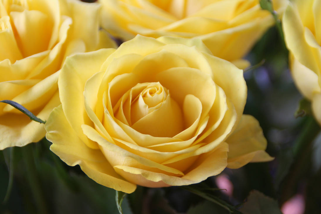 Like Yellow Roses Yellow rose by einstein64k on DeviantArt