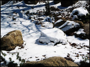 Snowed Ground