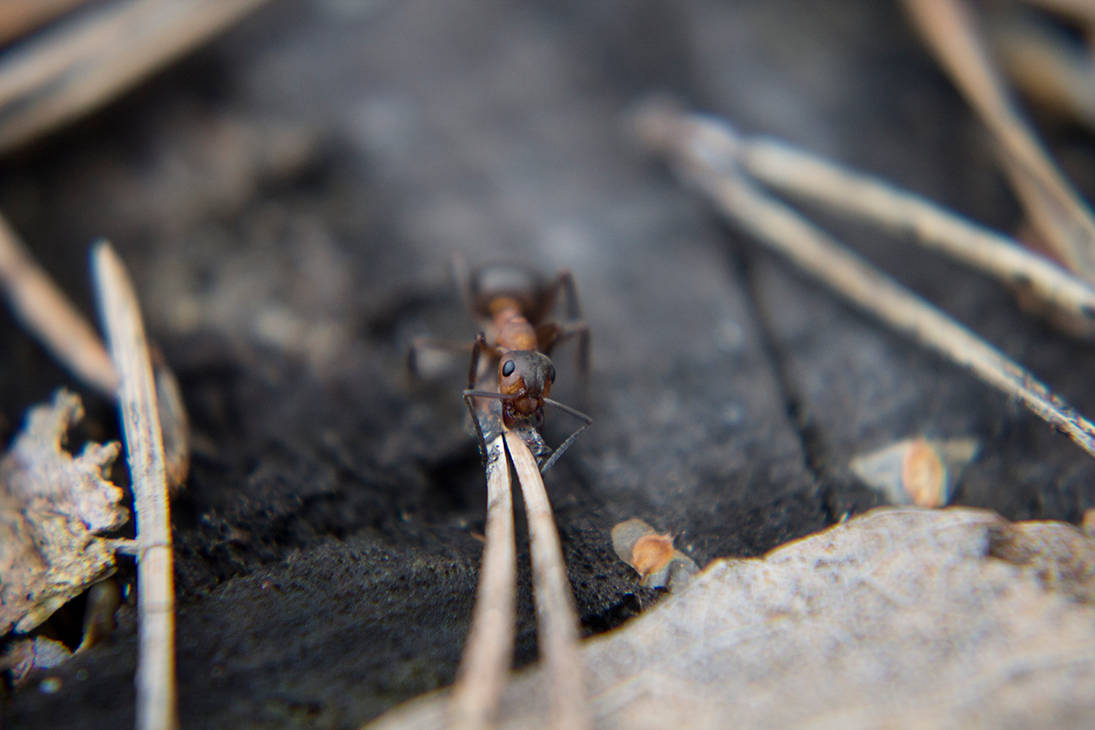 Rufa 1 by wa7er on DeviantArt