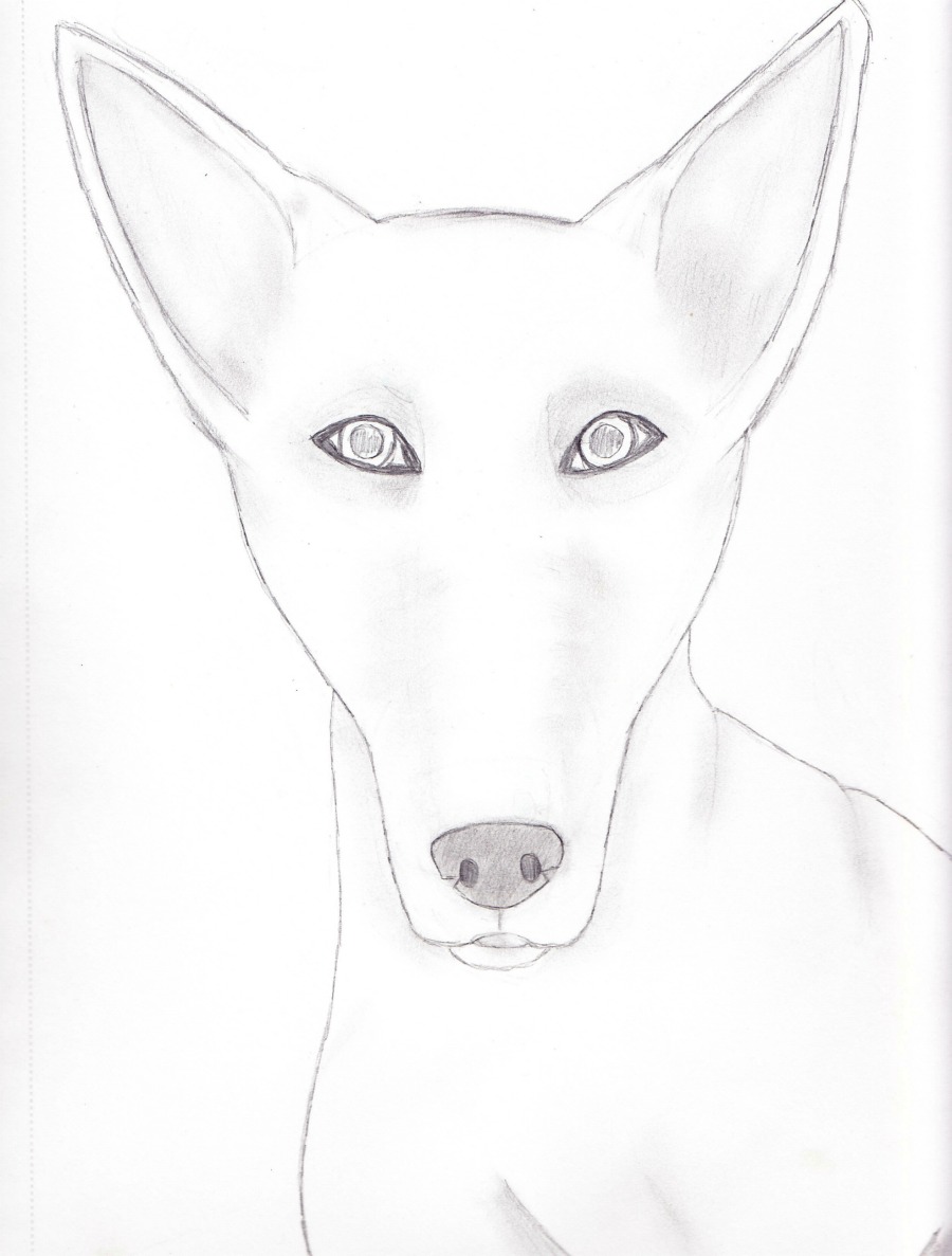 Second Dog Sketch!