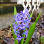 Hyacinth!