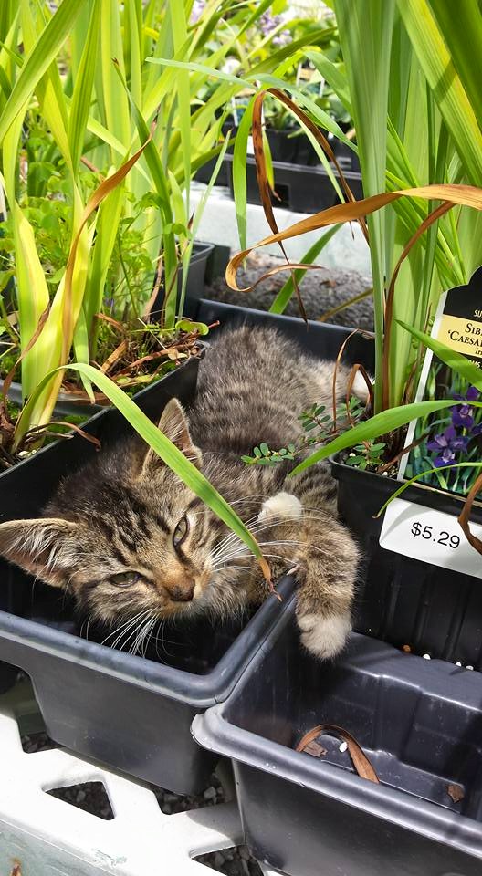 Barn Cat