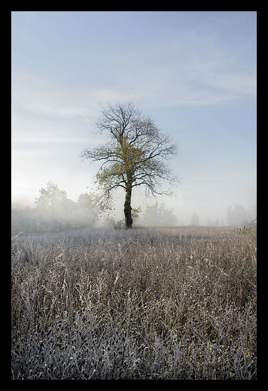 forth from the mist