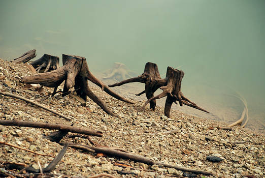 lake of the walking stumps