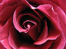 Rose Close-Up