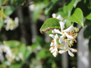 Star Jasmine