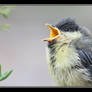 singing bird...