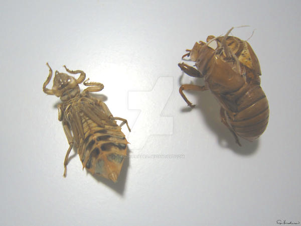 Insect Shells C9491 by EiziHirahara on DeviantArt