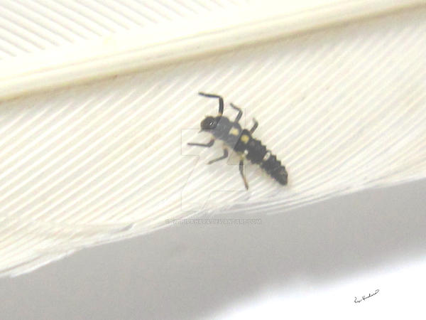 Lb9 Insect L.B. Larva D7017 by EiziHirahara on DeviantArt