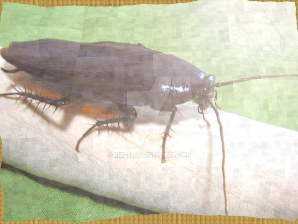 Cockroach E5183 by eizi-h on DeviantArt