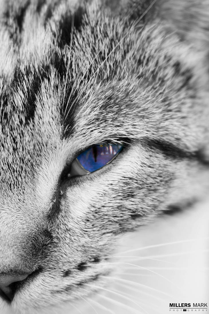 Blue Eye Stare by MillersMark on DeviantArt