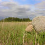 Manitoba Plains