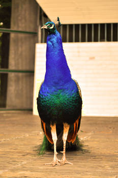 Peacock