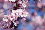 Cherry Blossoms by KARCEN