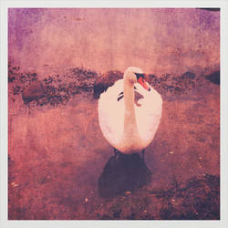 The swan called Victor Hugo