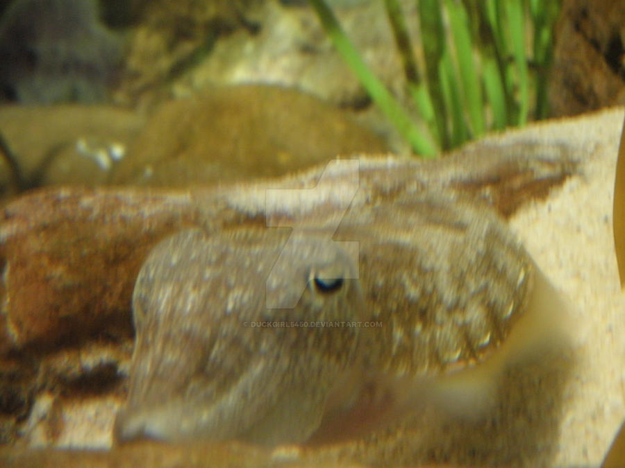 Cuddle Fish by Duckgirl5450 on DeviantArt