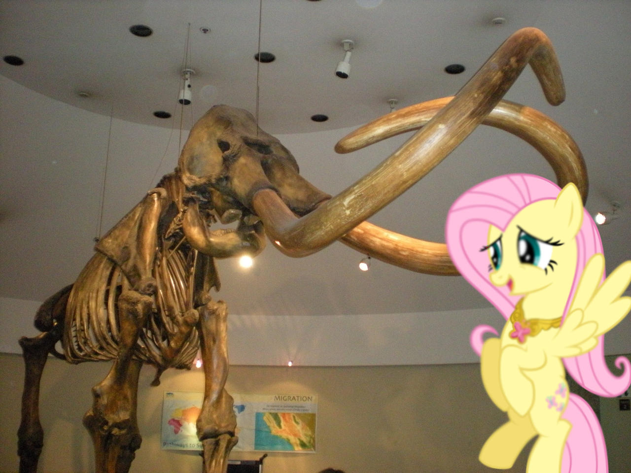 Fluttershy and the Mamoth