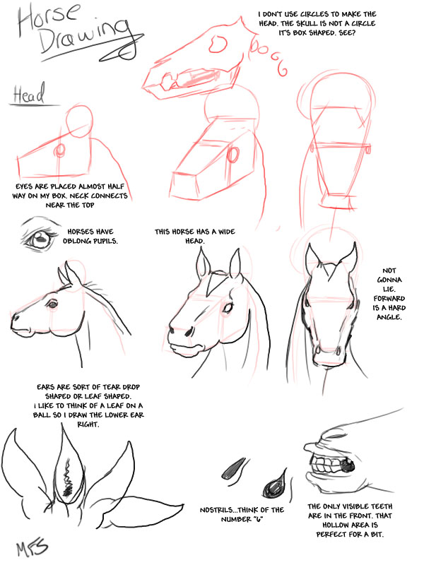 Horse Drawing: Heads