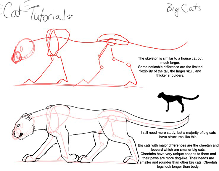 Dogs am big перевод. Анатомия кошки для рисования. Кошачья анатомия для рисования. Кошка туториал. Туториал позы котов.