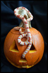 Cooper and His Pumpkin