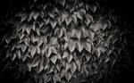 Ivy BW by a-w-o