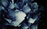 Flowers in blue by a-w-o