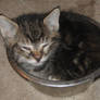 Kiras Water Dish