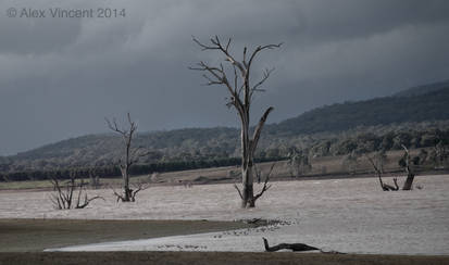 Dead Lake