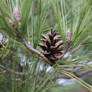 Pine Cone ...2