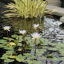 Water Flowers.........