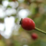 Rose Hips.....