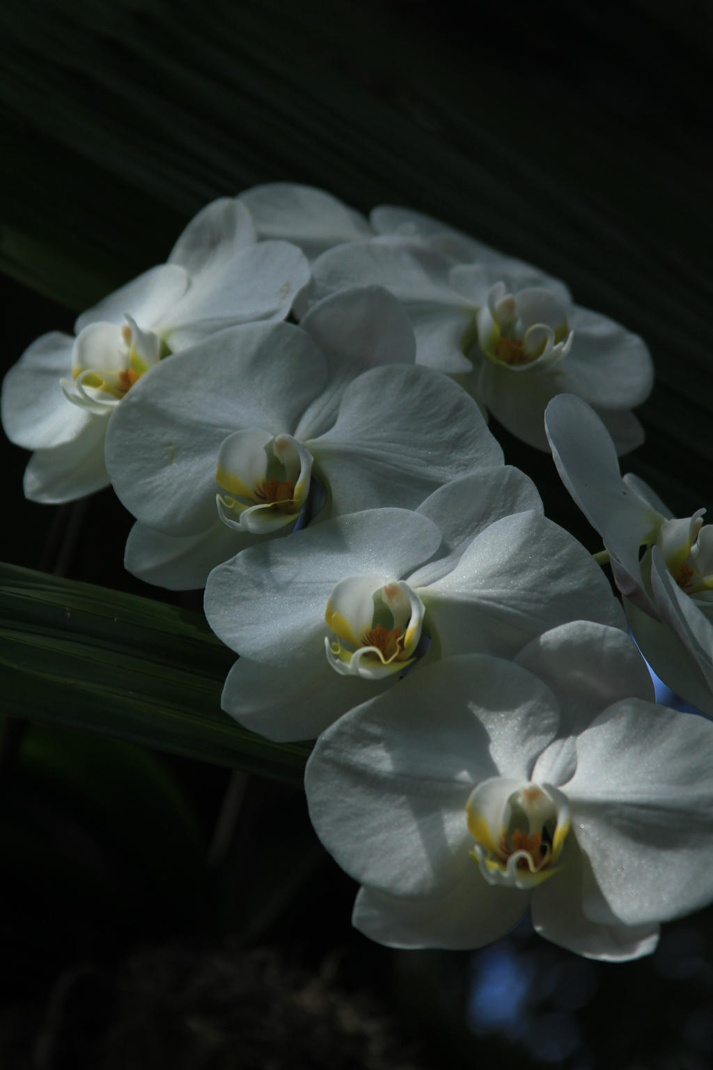 Orchid Chandeliers .....