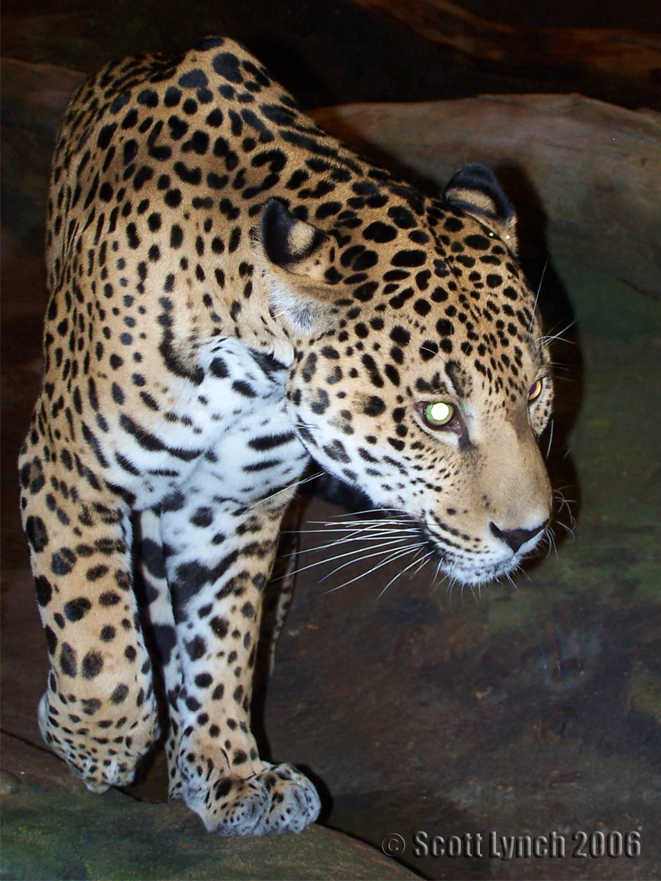 Jaguar